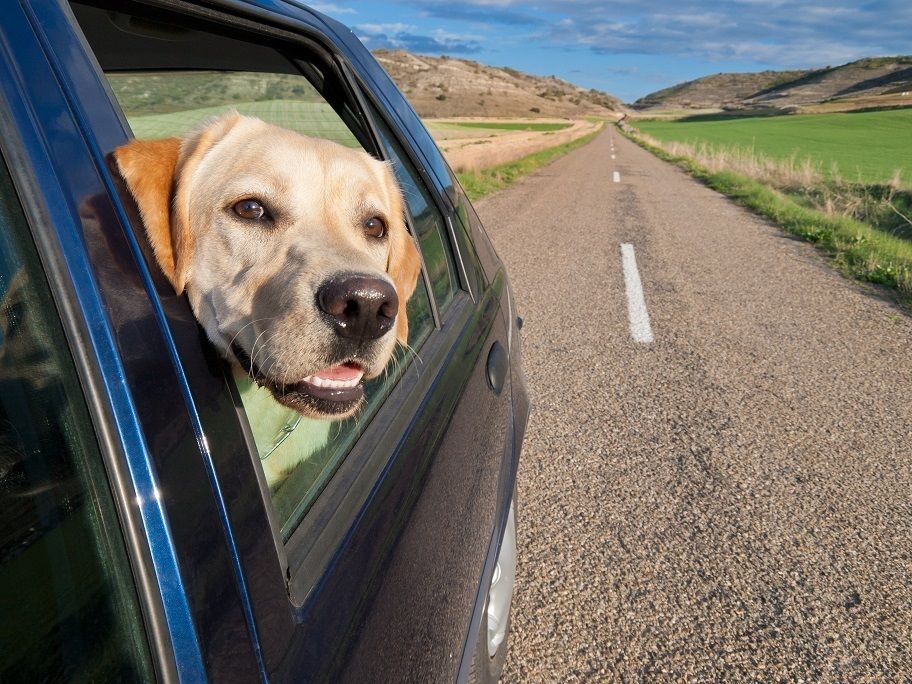 Road, Dog breed, Vehicle door, Dog, Plain, Carnivore, Asphalt, Automotive mirror, Field, Snout, 