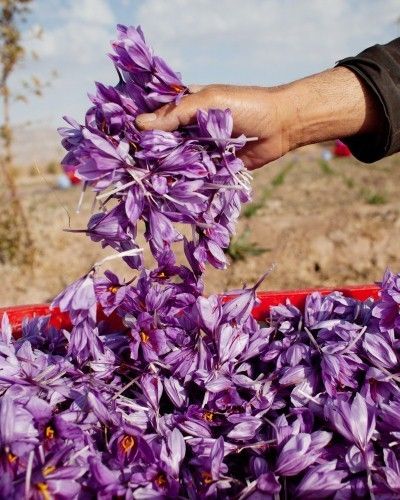 Purple, Flower, Lavender, Petal, Violet, Terrestrial plant, Flowering plant, Spring, Wildflower, Perennial plant, 