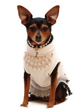 Brown, Dog, Vertebrate, Carnivore, White, Dog breed, Snout, Black, Chihuahua, Toy dog, 