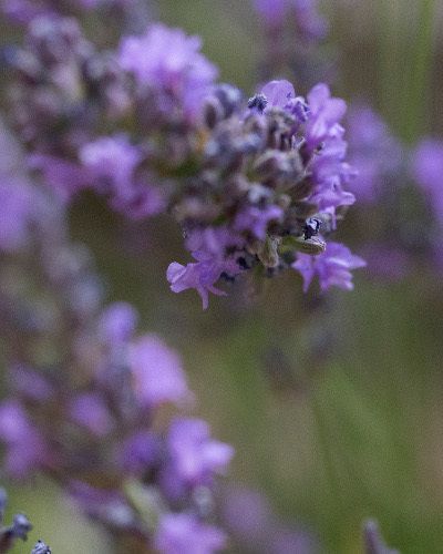 Flower, Purple, Lavender, Violet, Flowering plant, Lavender, Lilac, Subshrub, Annual plant, English lavender, 