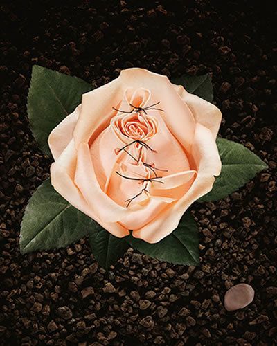 Petal, Flower, Flowering plant, Botany, Garden roses, Rose, Peach, Rose family, Still life photography, Hybrid tea rose, 