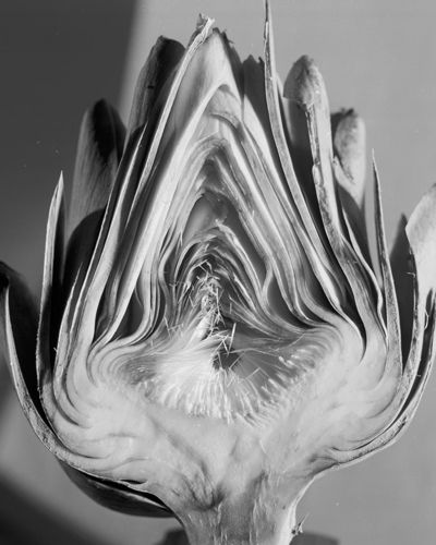 Monochrome photography, Monochrome, Black-and-white, Botany, Art, Photography, Close-up, Still life photography, Macro photography, Herbaceous plant, 