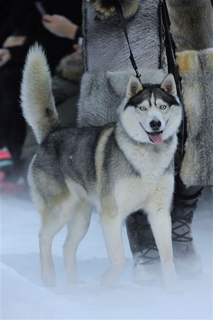 Dog, Vertebrate, Winter, Carnivore, Sled dog, Dog breed, Snow, Snout, Canis, Fur, 