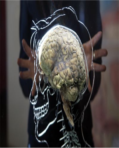 Joint, Bone, Brain, Jaw, Skull, Organ, Human anatomy, Brain, Gesture, Skeleton, 