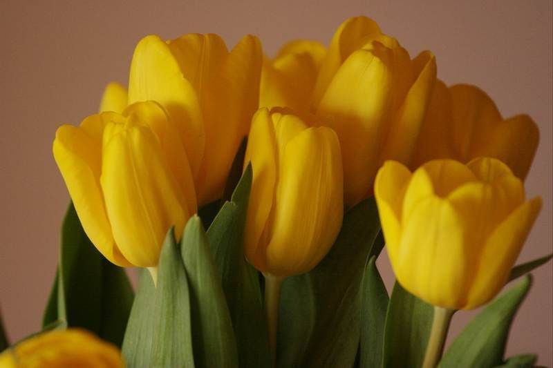 Yellow, Petal, Flower, Leaf, Botany, Flowering plant, Spring, Close-up, Still life photography, Plant stem, 