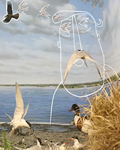 Bird, Beak, Wing, Adaptation, Water bird, Feather, Grass family, Straw, Lake, Wildlife, 