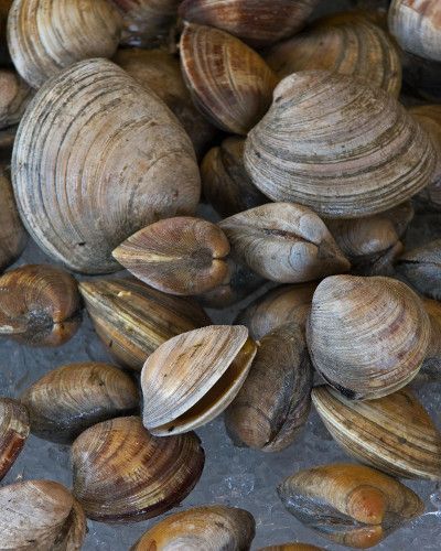 Ingredient, Bivalve, Natural material, Clam, Close-up, Shell, Molluscs, Fawn, Baltic clam, Shellfish, 