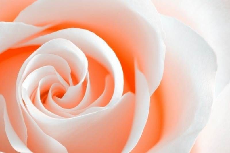 Petal, Orange, Flower, White, Garden roses, Pink, Colorfulness, Peach, Flowering plant, Rose family, 