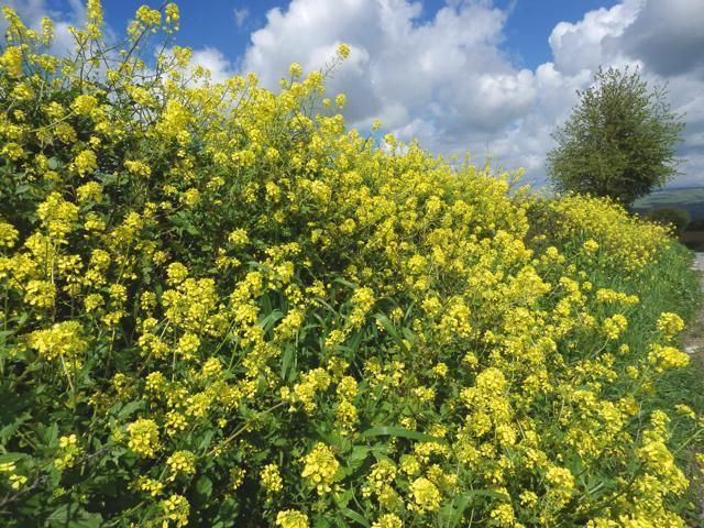 Yellow, Flower, Shrub, Subshrub, Cumulus, Wildflower, Groundcover, Mustard and cabbage family, Herbaceous plant, Forb, 
