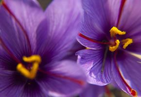 Yellow, Flower, Purple, Violet, Petal, Lavender, Flowering plant, Botany, Colorfulness, Spring, 