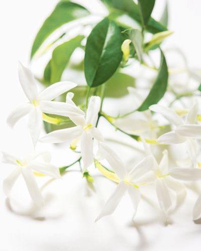 Petal, Flower, White, Botany, Flowering plant, Terrestrial plant, Spring, Pedicel, Blossom, Macro photography, 