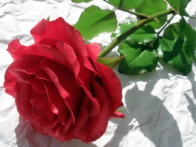 Petal, Flower, Red, Pink, Flowering plant, Rose family, Garden roses, Botany, Carmine, Rose order, 