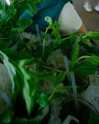 Flowerpot, Leaf, Soil, Terrestrial plant, Houseplant, Plant stem, Herb, Annual plant, Aquarium decor, Perennial plant, 
