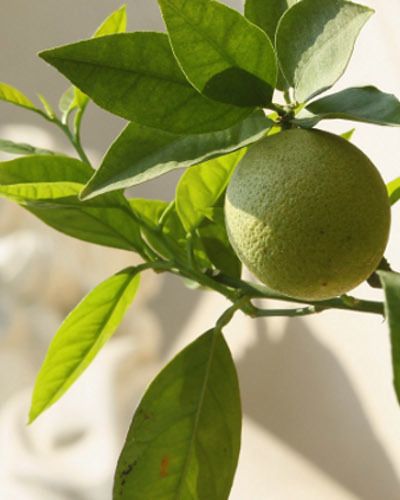 Green, Leaf, Fruit, Citrus, Produce, Ingredient, Light, Fruit tree, Sunlight, Meyer lemon, 