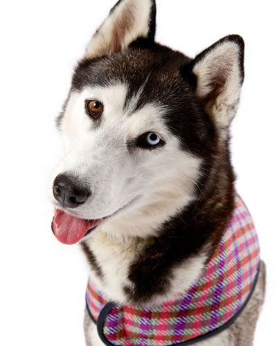 Dog, White, Carnivore, Sled dog, Pattern, Collar, Snout, Dog breed, Whiskers, Fur, 