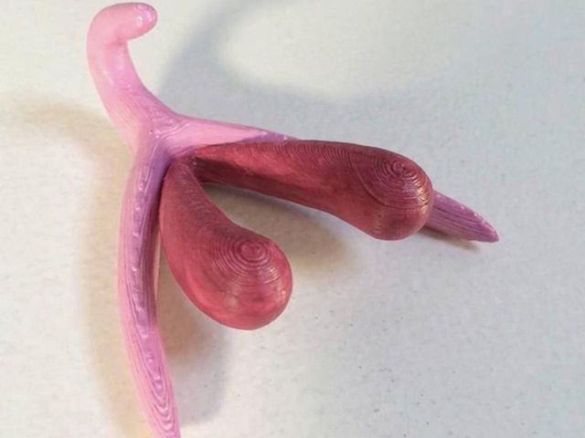 Il-clitoride-in-3D-per-insegnare-sesso-nelle-scuole