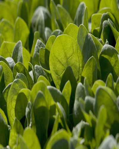 Leaf, Groundcover, Close-up, Herb, Herbaceous plant, Annual plant, 