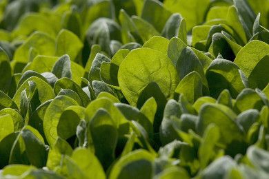 Green, Leaf, Groundcover, Terrestrial plant, Close-up, Annual plant, Herbaceous plant, Herb, Subshrub, 