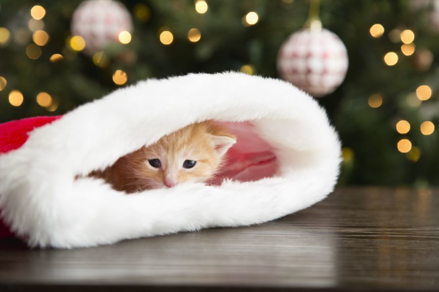 Whiskers, Small to medium-sized cats, Felidae, Carnivore, Cat, Winter, Holiday, Fur, Christmas decoration, Christmas, 