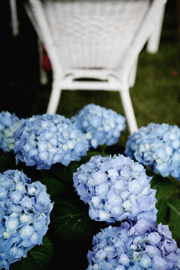 Blue, Flower, Chair, Annual plant, Flowering plant, Hydrangeaceae, Hydrangea, Cornales, california lilac, Viburnum, 