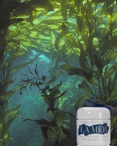 Macrocystis, Fluid, Seaweed, Aqua, Underwater, Kelp, Algae, Macrocystis pyrifera, Aquatic plant, Marine biology, 