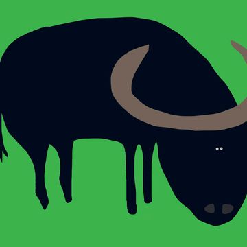 Bufalo - oroscopo cinese
