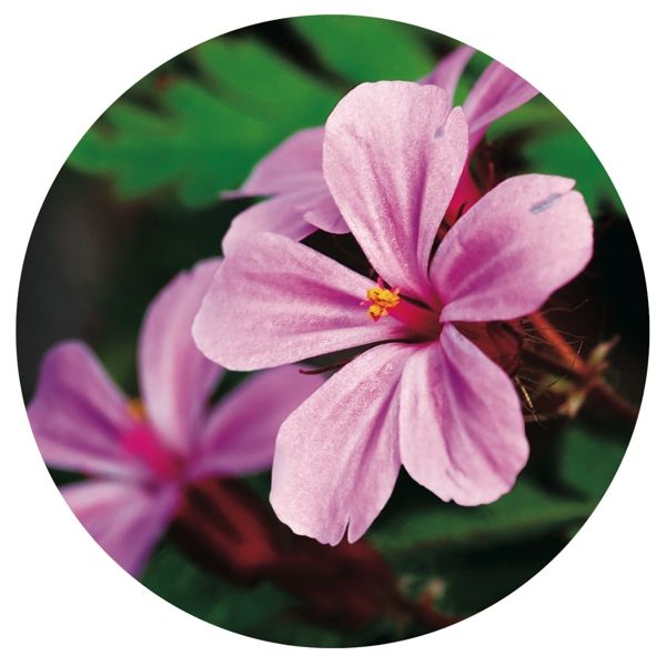 Petal, Flower, Pink, Magenta, Purple, Violet, Colorfulness, Botany, Flowering plant, Spring, 