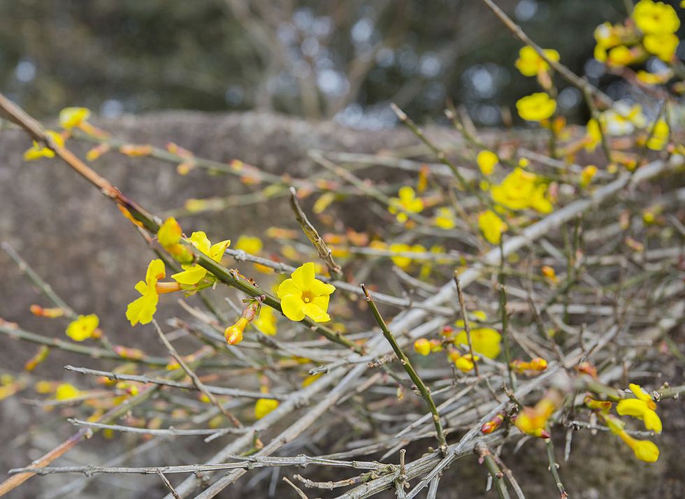 fiori da balcone gelsomino inverno