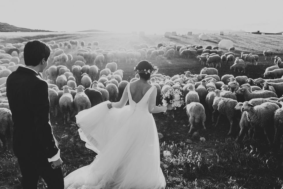Photograph, People in nature, Dress, Wedding dress, Sheep, Bride, Sheep, Bridal clothing, Gown, Monochrome, 