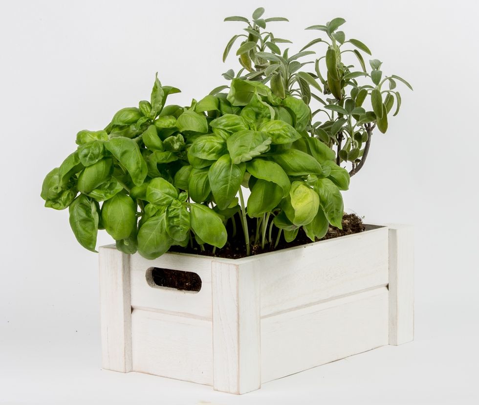 Leaf, Flowerpot, Ingredient, Houseplant, Herb, Annual plant, Plant stem, 
