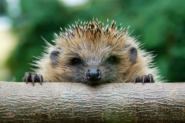 Hedgehog, Nature, Erinaceidae, Organism, Facial expression, Adaptation, Light, Snout, Black, Whiskers, 