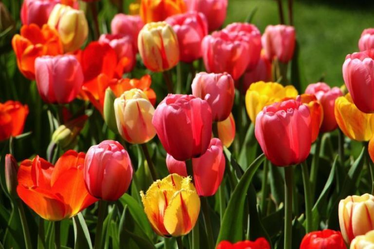 fiori da balcone tulipano primavera
