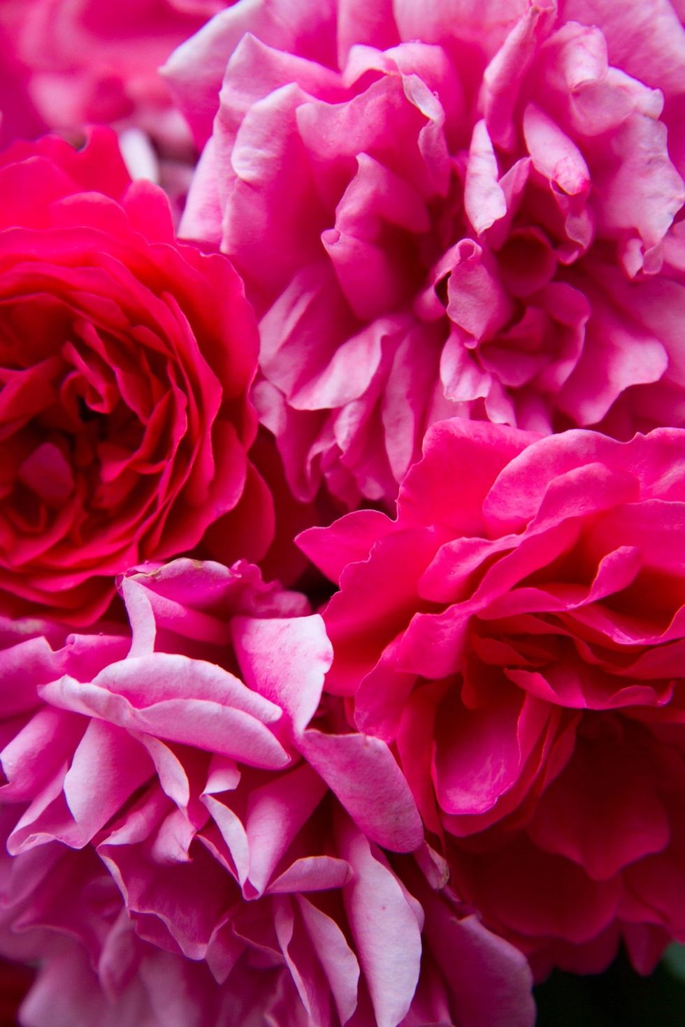 <p>Se quelle rosa chiaro significano grazia, quelle rosa intenso sono un segno di gratitudine e stima.</p>