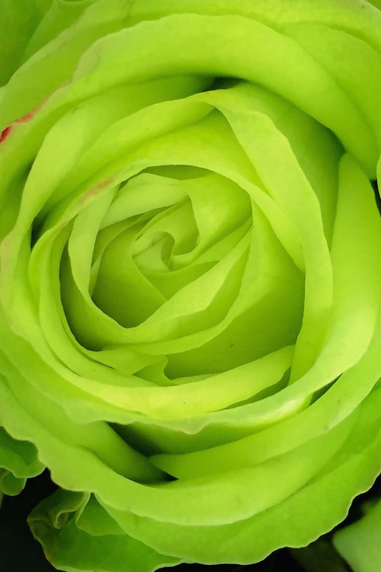 <p>Se sia i petali che lo stelo sono di un verde brillante, buone notizie. Queste rose significano spirito giovane e vitale.<br><span class="redactor-invisible-space" data-verified="redactor" data-redactor-tag="span" data-redactor-class="redactor-invisible-space"></span></p>