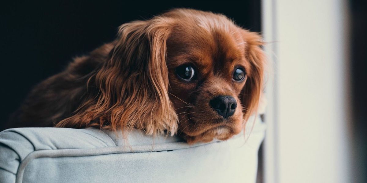 Defective Improve behave Cani da appartamento: quali sono le razze di taglia piccola e media