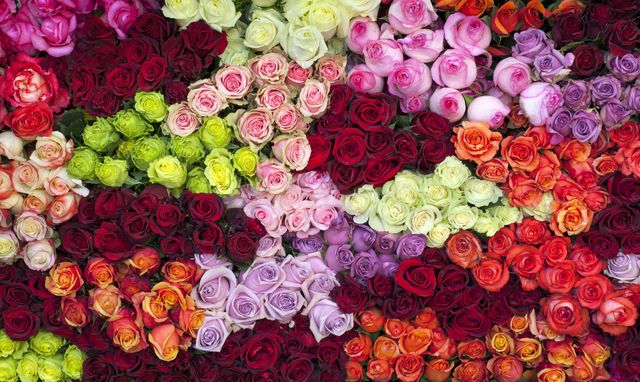 Flower, Petal, Red, Purple, Pink, Magenta, Floristry, Flowering plant, Colorfulness, Bouquet, 