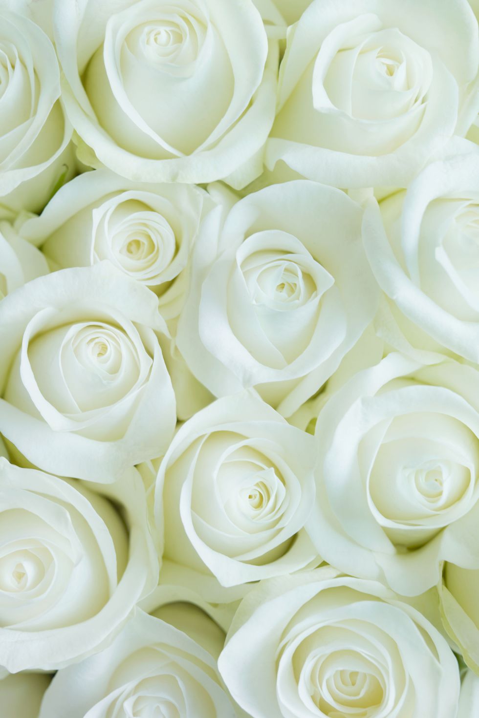 <p>Sempre azzeccate, le rose candide significano&nbsp;cuore puro.&nbsp;</p>