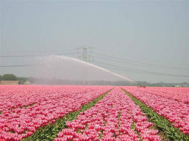 Flower, Petal, Red, Field, Pink, Agriculture, Atmospheric phenomenon, Garden, Plantation, Flowering plant, 