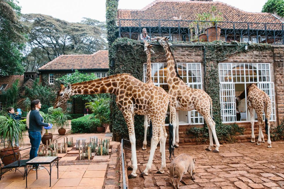 <p><span>Vicino alla foresta di Ngong sorge una struttura iconica, che si distingue per i suoi particolari abitanti: le giraffe, che vivono liberamente negli ettari della proprietà e sono a contatto con gli ospiti dell'hotel, tanto da trovarle anche come compagne di colazione nello splendido giardino che lo circonda. Per sentirsi come Karen Blixen,la cui casa-museo, infatti, è a due passi, nell'omonima Karen Area di Nairobi.</span><br></p>