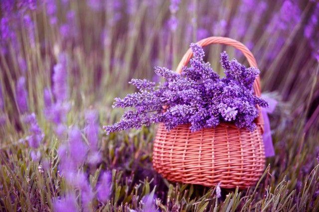 Purple, Lavender, Flower, Violet, Flowering plant, Basket, Wicker, Lavender, Storage basket, Wildflower, 