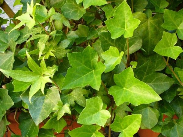 Green, Leaf, Groundcover, Annual plant, Morning glory family, Ivy family, Menispermaceae, 