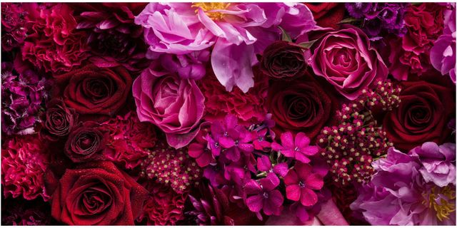 Petal, Flower, Purple, Red, Colorfulness, Magenta, Pink, Violet, Bouquet, Cut flowers, 