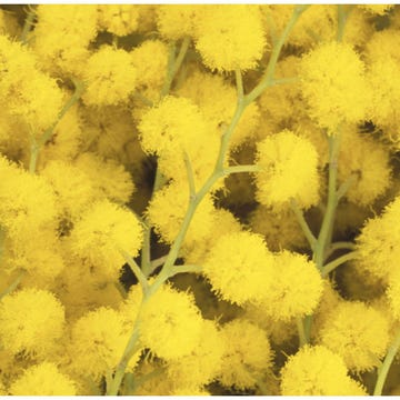 Mimose per la festa della Donna