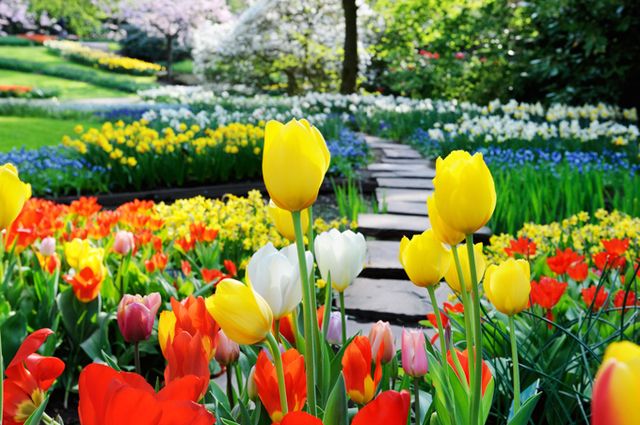 Flower, Tulip, Natural landscape, Yellow, Spring, Garden, Plant, Petal, Botanical garden, Flowering plant, 