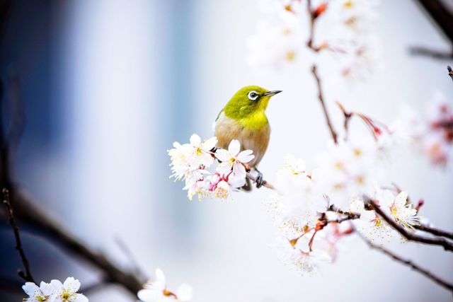 Bird, Spring, Blossom, Branch, Beak, Plant, Flower, Twig, Songbird, Perching bird, 