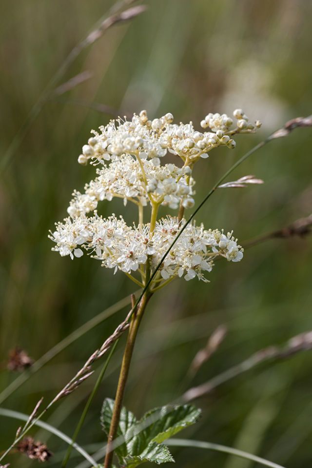 I fiori dalle proprietà curative che non conoscevi