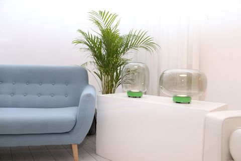 White, Furniture, Green, Interior design, Couch, Room, Property, Living room, Houseplant, Table, 