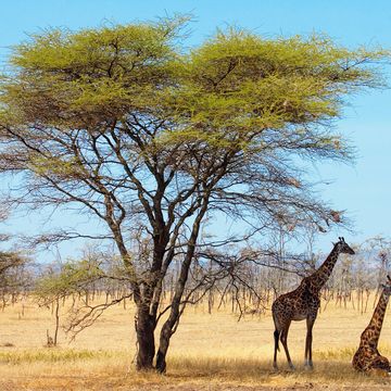 Giraffe, Giraffidae, Natural environment, Natural landscape, Plant community, Savanna, Landscape, Plain, Terrestrial animal, Adaptation, 