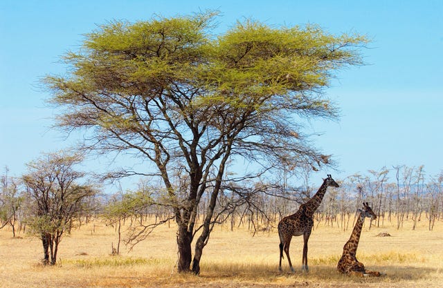 Giraffe, Giraffidae, Natural environment, Natural landscape, Plant community, Savanna, Landscape, Plain, Terrestrial animal, Adaptation, 