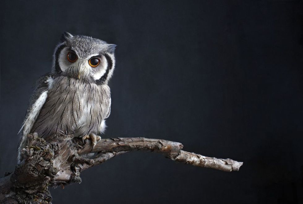 Owl, Bird, Vertebrate, Western Screech owl, Bird of prey, Eastern Screech owl, Screech owl, Beak, Wildlife, Branch, 
